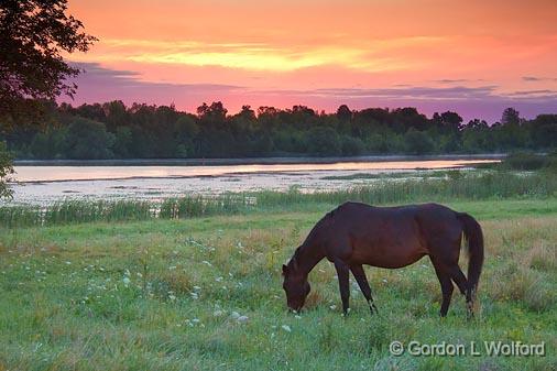 Grazing Horse At Sunrise_19672-3.jpg - Photographed beside the Rideau Canal Waterway near Smiths Falls, Ontario, Canada.